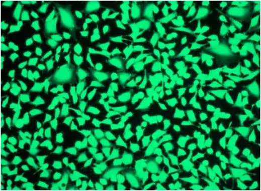 Fluorescence Microscopy - Fixable Cell Viability Assay Kit (Fluorometric - Green Ex 405 nm) - CytoPainter (AB176739)