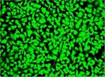 Fluorescence Microscopy - Fixable Cell Viability Assay Kit (Fluorometric - Green Ex 488 nm) - Cytopainter (AB176742), expandable thumbnail