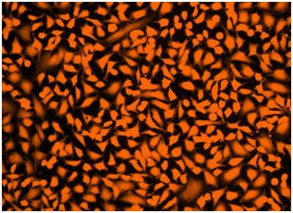 Fluorescence Microscopy - Fixable Cell Viability Assay Kit (Fluorometric - Orange Ex 405 nm) - Cytopainter (AB176740), expandable thumbnail