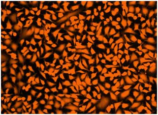 Fluorescence Microscopy - Fixable Cell Viability Assay Kit (Fluorometric - Orange Ex 405 nm) - Cytopainter (AB176740)