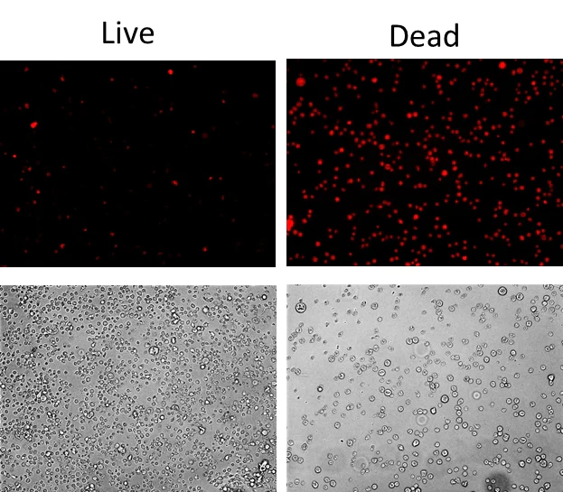 Fluorescence Microscopy - Fixable Cell Viability Assay Kit (Fluorometric - Orange Ex 488 nm) - Cytopainter (AB176743)