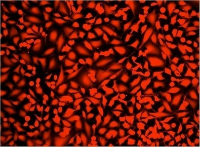 Fluorescence Microscopy - Fixable Cell Viability Assay Kit (Fluorometric - Orange Ex 488 nm) - Cytopainter (AB176743), expandable thumbnail