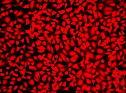 Fluorescence Microscopy - Fixable Cell Viability Assay Kit (Fluorometric - Red Ex 561 nm) - Cytopainter (AB176744), expandable thumbnail