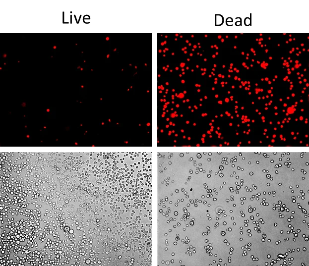 Fluorescence Microscopy - Fixable Cell Viability Assay Kit (Red Fluorescence, for 561 nm excitation) (AB176744)