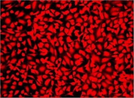 Fluorescence Microscopy - Fixable Cell Viability Assay Kit (Red Fluorescence, for 561 nm excitation) (AB176744)