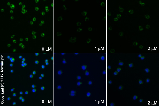 Immunocytochemistry/ Immunofluorescence - FK506 (Tacrolimus), Immunosuppressant (AB120223), expandable thumbnail