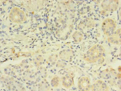Immunohistochemistry (Formalin/PFA-fixed paraffin-embedded sections) - Anti-FKBP11 antibody (AB237528)