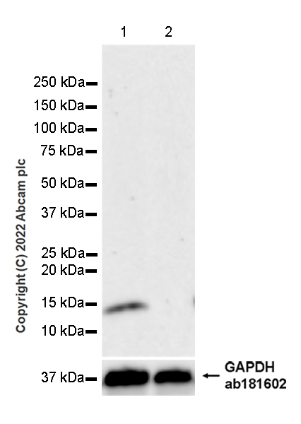 Western blot - Anti-FKBP12 antibody [8/FKBP12] (AB307603), expandable thumbnail
