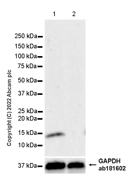 Western blot - Anti-FKBP12 antibody [8/FKBP12] (AB307603)