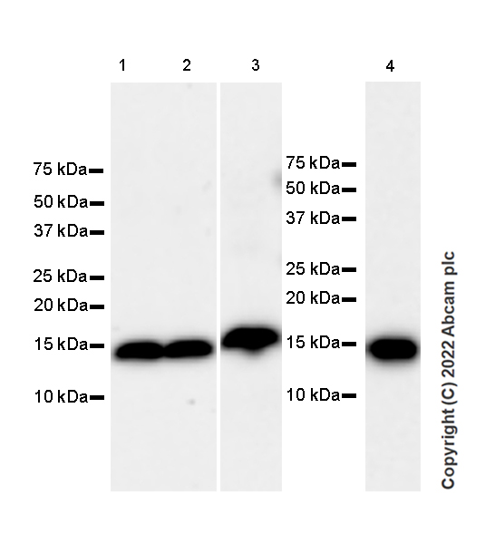 Western blot - Anti-FKBP12 antibody [8/FKBP12] (AB307603), expandable thumbnail