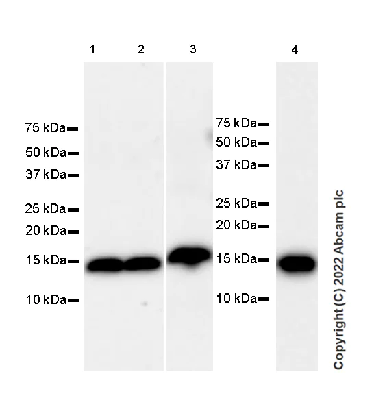 Western blot - Anti-FKBP12 antibody [8/FKBP12] (AB307603)