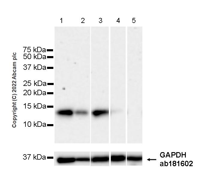 Western blot - Anti-FKBP12 antibody [8/FKBP12] (AB307603), expandable thumbnail
