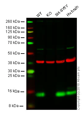 Western blot - Anti-FKBP12 antibody (AB24373)