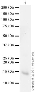 Western blot - Anti-FKBP12 antibody (AB24373), expandable thumbnail