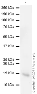 Western blot - Anti-FKBP12 antibody (AB24373)