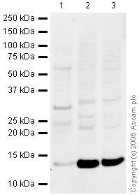 Western blot - Anti-FKBP12 antibody (AB24373), expandable thumbnail