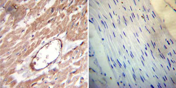 Immunohistochemistry (Formalin/PFA-fixed paraffin-embedded sections) - Anti-FKBP12 antibody (AB2918), expandable thumbnail