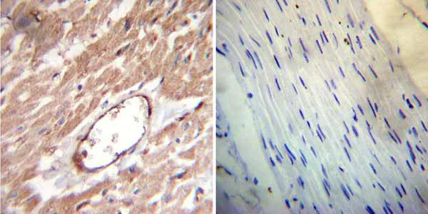 Immunohistochemistry (Formalin/PFA-fixed paraffin-embedded sections) - Anti-FKBP12 antibody (AB2918)