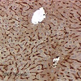 Immunohistochemistry (Formalin/PFA-fixed paraffin-embedded sections) - Anti-FKBP12 antibody (ab2918), expandable thumbnail