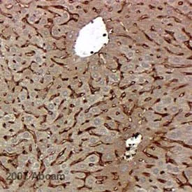 Immunohistochemistry (Formalin/PFA-fixed paraffin-embedded sections) - Anti-FKBP12 antibody (AB2918)