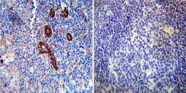 Immunohistochemistry (Formalin/PFA-fixed paraffin-embedded sections) - Anti-FKBP12 antibody (AB2918)