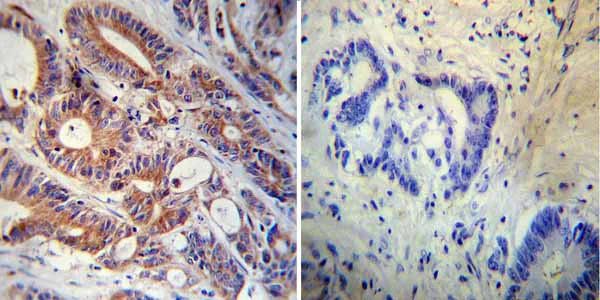 Immunohistochemistry (Formalin/PFA-fixed paraffin-embedded sections) - Anti-FKBP12 antibody (AB2918)
