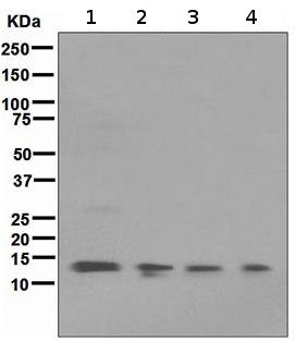Western blot - Anti-FKBP12 antibody [EP3887] (AB108420), expandable thumbnail