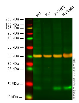 Western blot - Anti-FKBP12 antibody [EP3887] (AB108420), expandable thumbnail