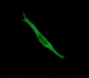 Immunocytochemistry/ Immunofluorescence - Anti-FKBP12 antibody [EP3887] - BSA and Azide free (AB284778)