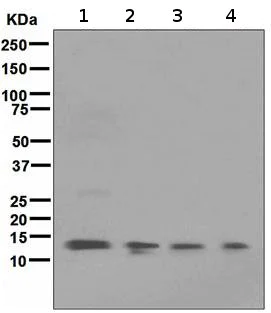 Western blot - Anti-FKBP12 antibody [EP3887] - BSA and Azide free (AB284778)