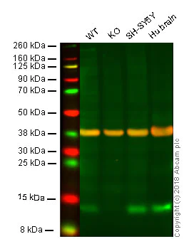 Western blot - Anti-FKBP12 antibody [EP3887] - BSA and Azide free (AB284778)