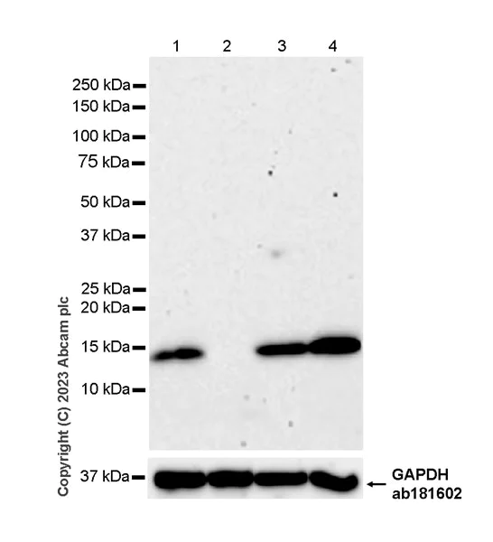 Western blot - Anti-FKBP12 antibody [EPR27367-59] - BSA and Azide free (AB313379)