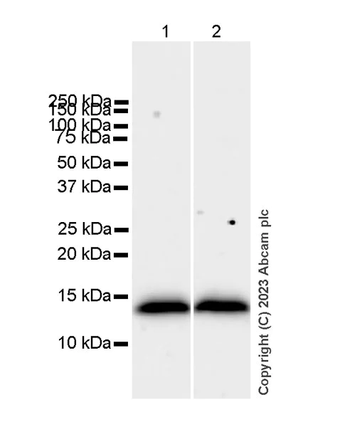 Western blot - Anti-FKBP12 antibody [EPR27367-59] - BSA and Azide free (AB313379)