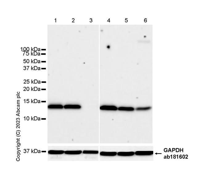 Western blot - Anti-FKBP12 antibody [EPR27367-59] - BSA and Azide free (AB313379)