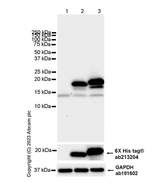 Western blot - Anti-FKBP12 antibody [EPR27367-59] - BSA and Azide free (AB313379)