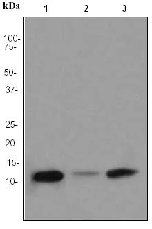 Western blot - Anti-FKBP12 antibody [EPR3888] (AB92459)