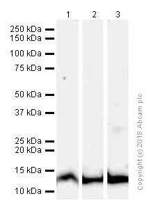 Western blot - Anti-FKBP12 antibody [EPR3888] (AB92459)