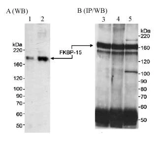 Western blot - Anti-FKBP15 antibody (AB14432)