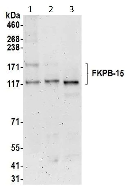 Western blot - Anti-FKBP15 antibody (AB14432)