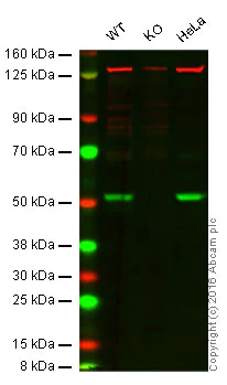 Western blot - Anti-FKBP38 antibody [EPR7441(2)] (AB129113)