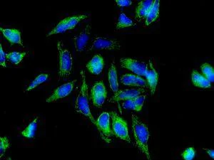 Immunocytochemistry/ Immunofluorescence - Anti-FKBP38 antibody [EPR7441(2)] - BSA and Azide free (AB248311)