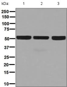 Western blot - Anti-FKBP38 antibody [EPR7441(2)] - BSA and Azide free (AB248311)