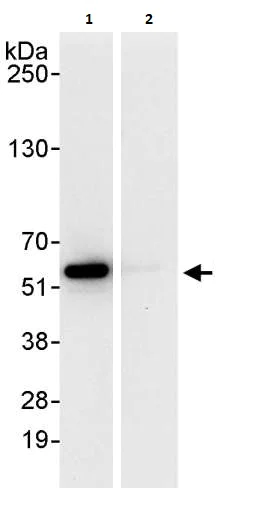 Immunoprecipitation - Anti-FKBP51 antibody (AB264206)