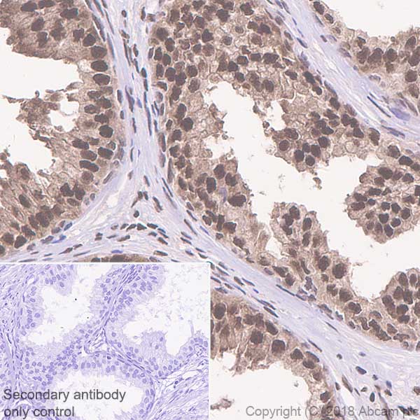 Immunohistochemistry (Formalin/PFA-fixed paraffin-embedded sections) - Anti-FKBP51 antibody [EPR6617] (AB126715)