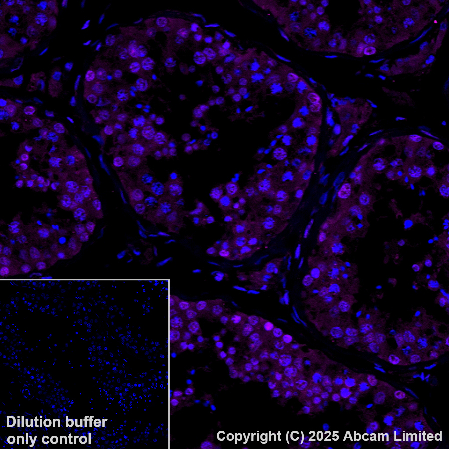 Immunohistochemistry (Formalin/PFA-fixed paraffin-embedded sections) - Anti-FKBP51 antibody [EPR6617] - BSA and Azide free (AB242392)