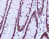 Immunohistochemistry (Formalin/PFA-fixed paraffin-embedded sections) - Anti-FKBP51 antibody [EPR6617] - BSA and Azide free (AB242392)