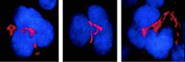 Immunocytochemistry/ Immunofluorescence - Anti-FKBP51 antibody [Hi51B] (AB79844), expandable thumbnail
