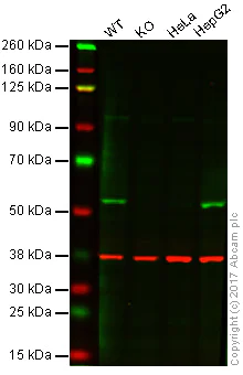 Western blot - Anti-FKBP51 antibody [Hi51B] (AB79844)
