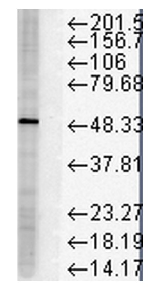 Western blot - Anti-FKBP51 antibody [Hi51B] (AB79844)