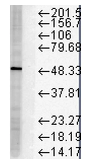 Western blot - Anti-FKBP51 antibody [Hi51B] (AB79844)